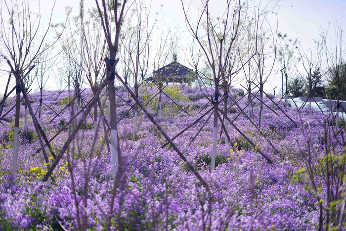 重新开放的松林公园内，三万余平方米的二月兰盛开如花海。石景山区 供图