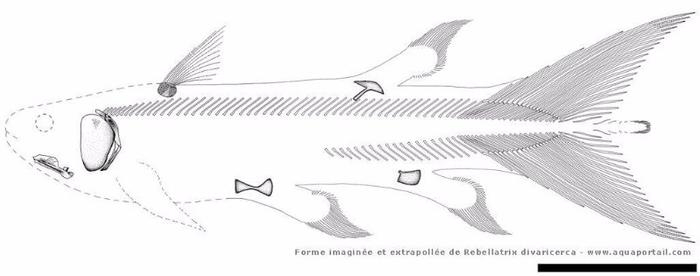 叛逆腔棘鱼：三叠纪海洋中的“反叛者”