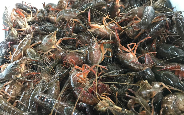 湖北潜江小龙虾大量上市。受访者供图