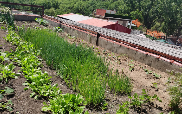 在房顶开辟了小菜地。新京报记者 王颖 摄
