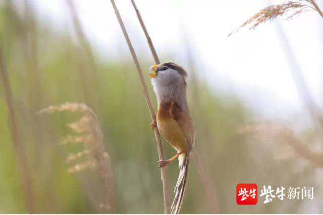 “鸟中大熊猫”在张家港市“定居”