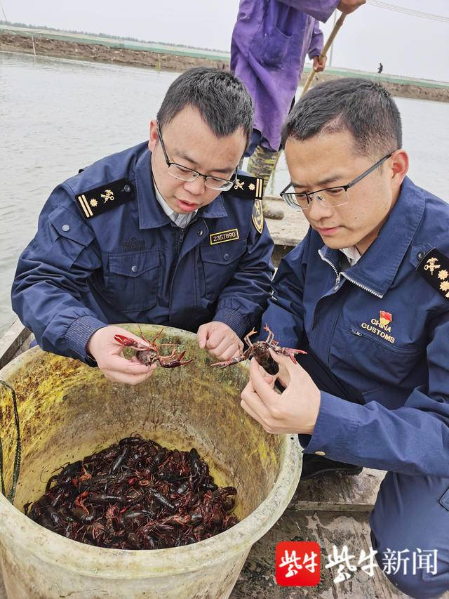 淮安海关查检科关员在出口小龙虾养殖基地开展疫病监测。   姚宇飞 摄