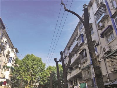 一老小区几棵树被“剃光头式”修剪后，过了很长时间才长出一点细枝嫩叶。