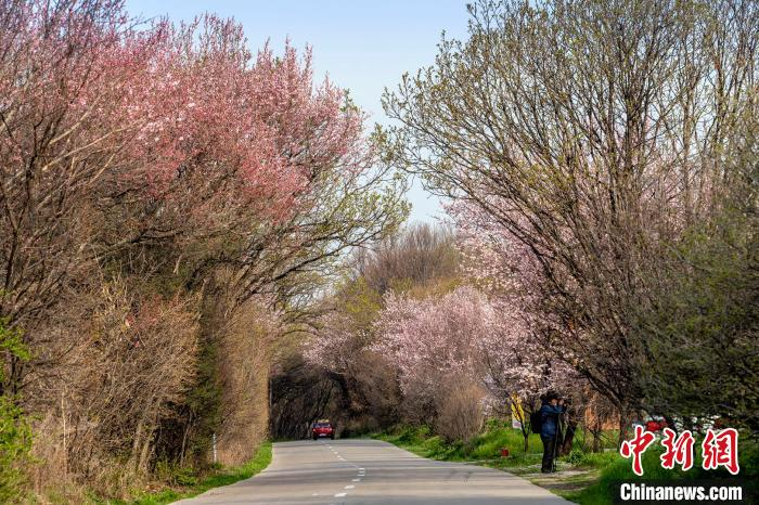 每2小时赏花的游客不得超过80人 宋传军 摄