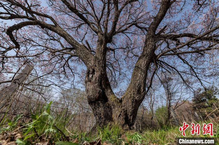 今年杏树开花时间稍晚。　宋传军 摄