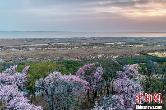兴凯湖湖岗上，生长着百年野生杏树。　王妮娜 摄