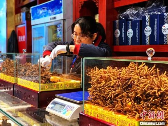 资料图：冬虫夏草。中新社记者 孙睿 摄