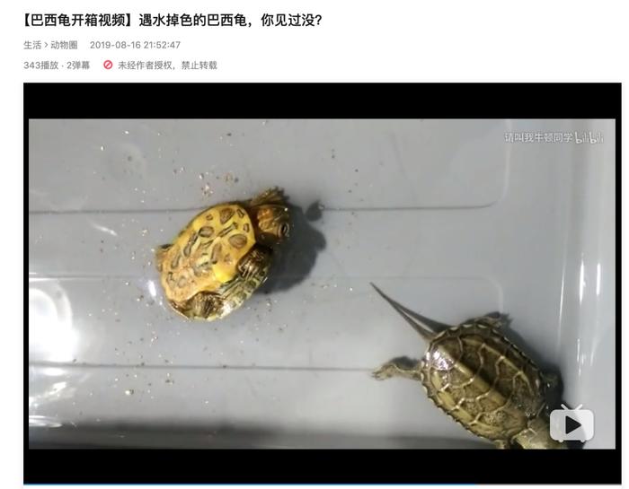 好好的宠物，无良商家就这么瞎霍霍？？？