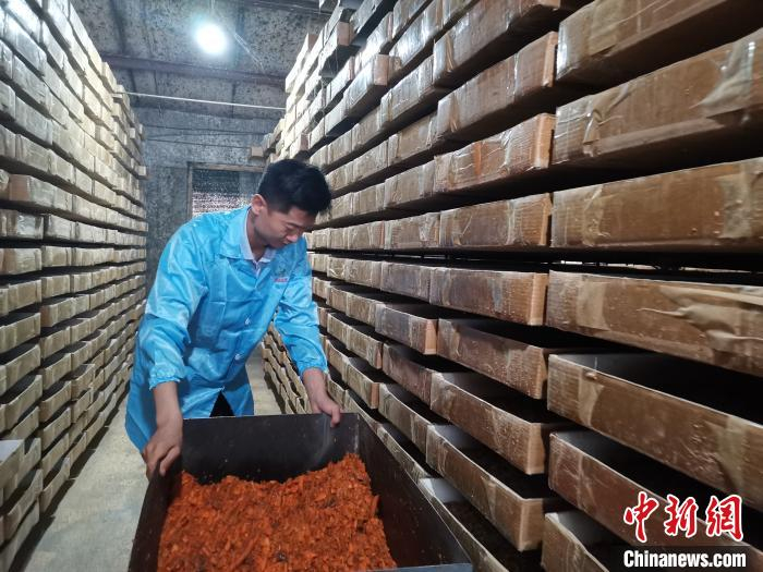 解红涛在给黄粉虫喂食胡萝卜。　孙宏瑗 摄