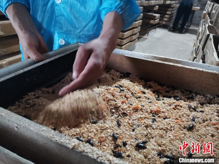 图为解红涛翻动黄粉虫。　孙宏瑗 摄