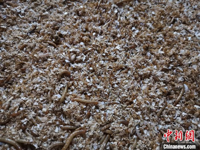 黄粉虫俗名面包虫，主要以麦麸、蔬菜为食，富含高蛋白。　孙宏瑗 摄