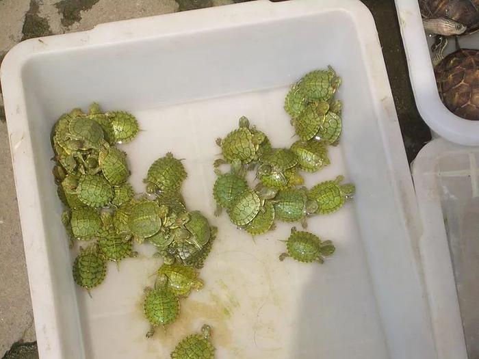 好好的宠物，无良商家就这么瞎霍霍？？？