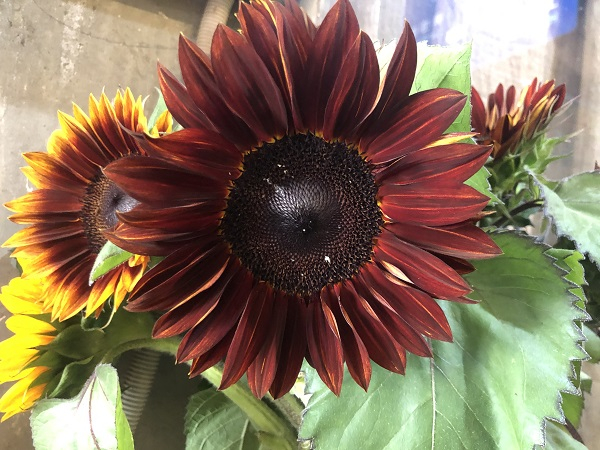 图说：油画向日葵  采访对象供图（下同）