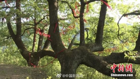 甘肃两颗千年青冈树盘坐对称 如一对不离不弃情侣|甘肃_新浪新闻
