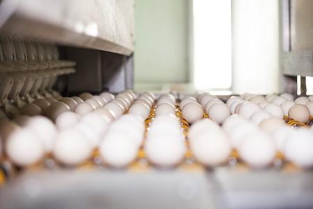 探索从蛋品大国向强国转型 中国首个可生食鸡蛋企业标准发布精彩视频排行榜