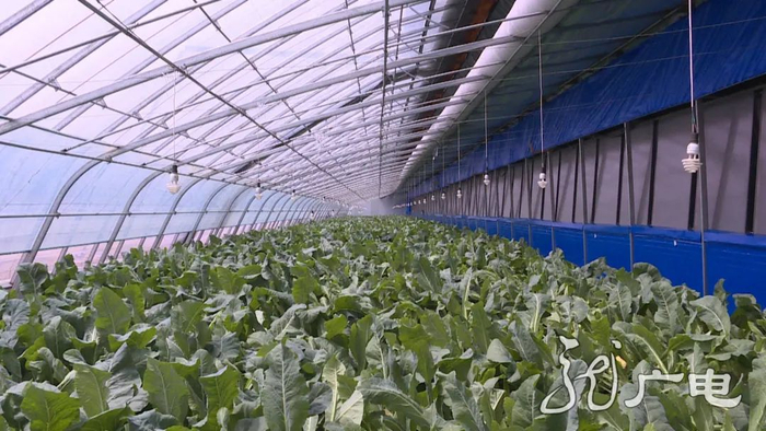 黑龙江:发展"菜园子" 保供"菜篮子"