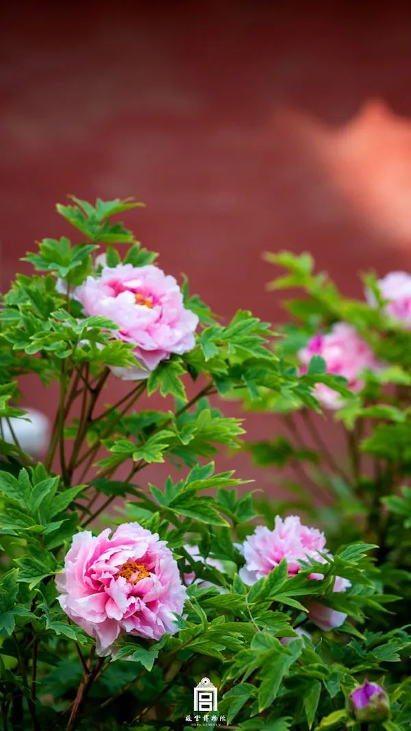 故宫御花园 ，图片来源：故宫