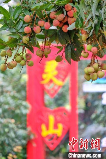 灵山荔枝 张晓冬 摄