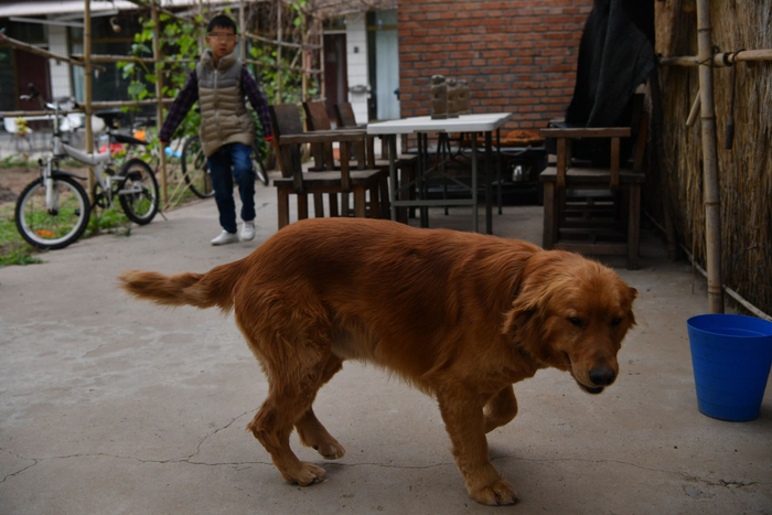 土豆陪伴小轩在院子里玩耍。 新京报记者 吴江 摄