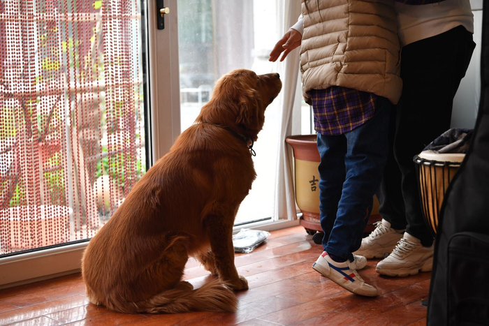 土豆寸步不离陪着小轩。新京报记者 吴江 摄