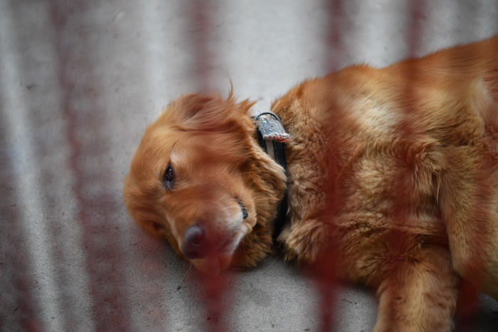 土豆守在门口，等待小轩起床。 新京报记者 吴江 摄