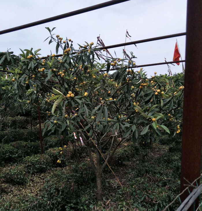 茶果场里的枇杷树和茶树交替种植。受访者供图