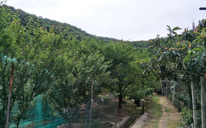 茶果场小径。受访者供图