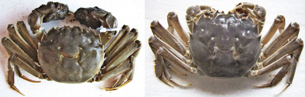 图说：“江海21”中华绒螯蟹 采访对象供图（下同）