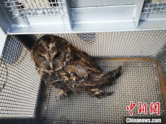 图为几名小学生救助的猫头鹰。云南省公安厅供图