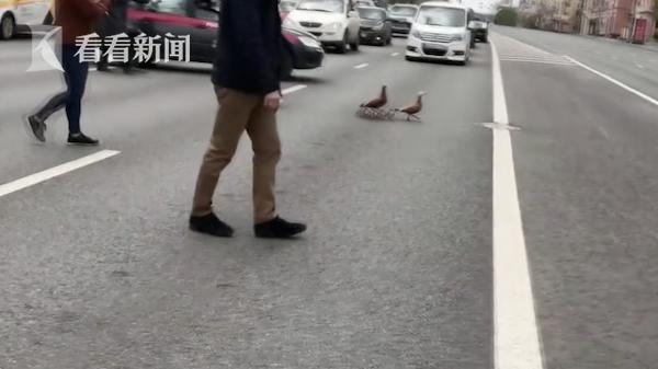 视频｜莫斯科街头鸭子一家过马路 国民警卫队来护送