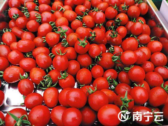 中国（广西）－东盟蔬菜新品种博览会开幕 新品种瓜果蔬菜让你眼前一亮