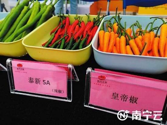 中国（广西）－东盟蔬菜新品种博览会开幕 新品种瓜果蔬菜让你眼前一亮