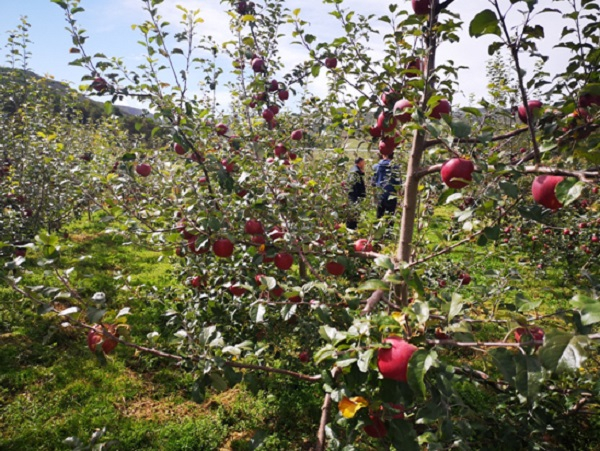 图说：灯草湾苹果种植基地结出果实 来源/采访对象供图