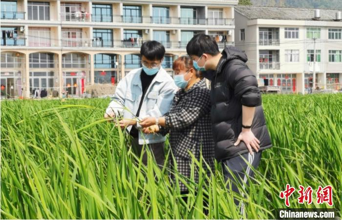 蒋良珍进行茭白种植技术指导 黄岩北洋供图