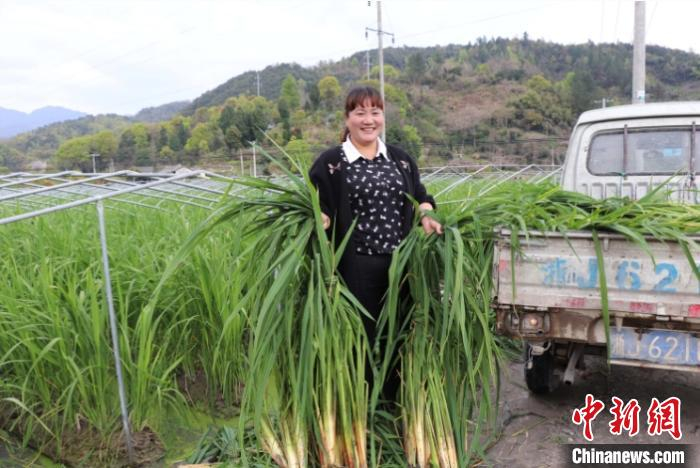 蒋良珍与茭白 黄岩北洋供图