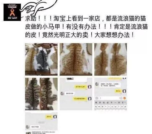 用死猫代替“羊肉”：那些被剥皮的流浪猫，不止流向了餐桌！