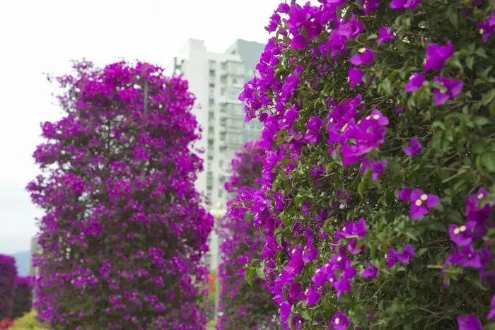 西昌市“市树、市花”正式公布！