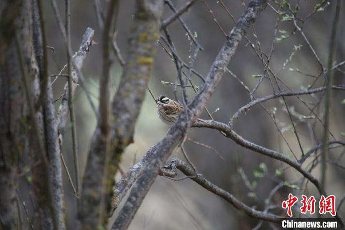 经查阅相关资料，确认其为雀形目鹀科的黄眉鹀雄鸟。　兰州大学供图 