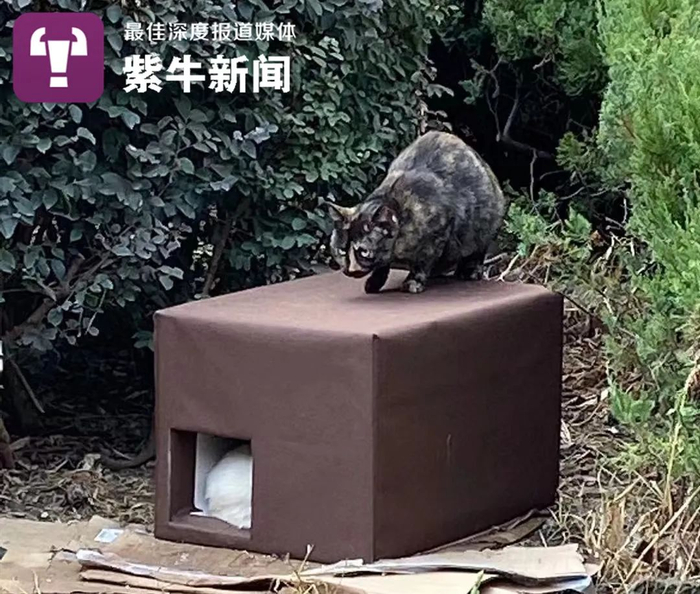 【紫牛头条】被北大猫协刷屏了,其实南京高校的流浪猫图鉴也超有爱