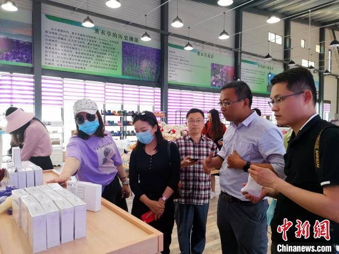 临朐宋香园生态世界旅游景区用薰衣草将当地优良资源进行有机融合。　孙宏瑗 摄