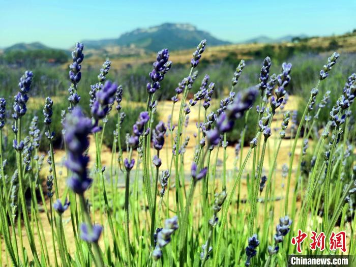 临朐宋香园生态世界旅游景区大规模种植薰衣草，并带动当地村民种植。　孙宏瑗 摄