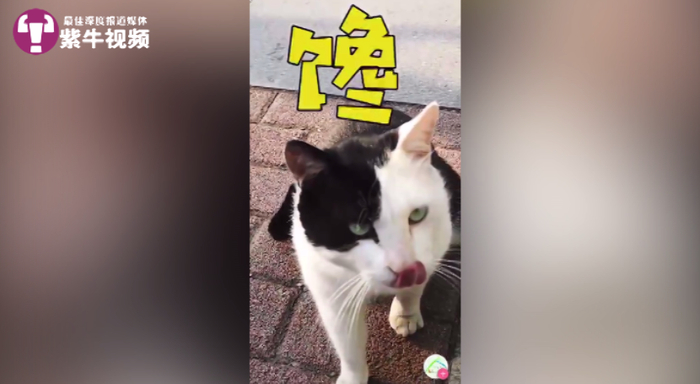 【紫牛头条】被北大猫协刷屏了,其实南京高校的流浪猫图鉴也超有爱