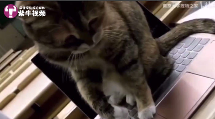 【紫牛头条】被北大猫协刷屏了,其实南京高校的流浪猫图鉴也超有爱