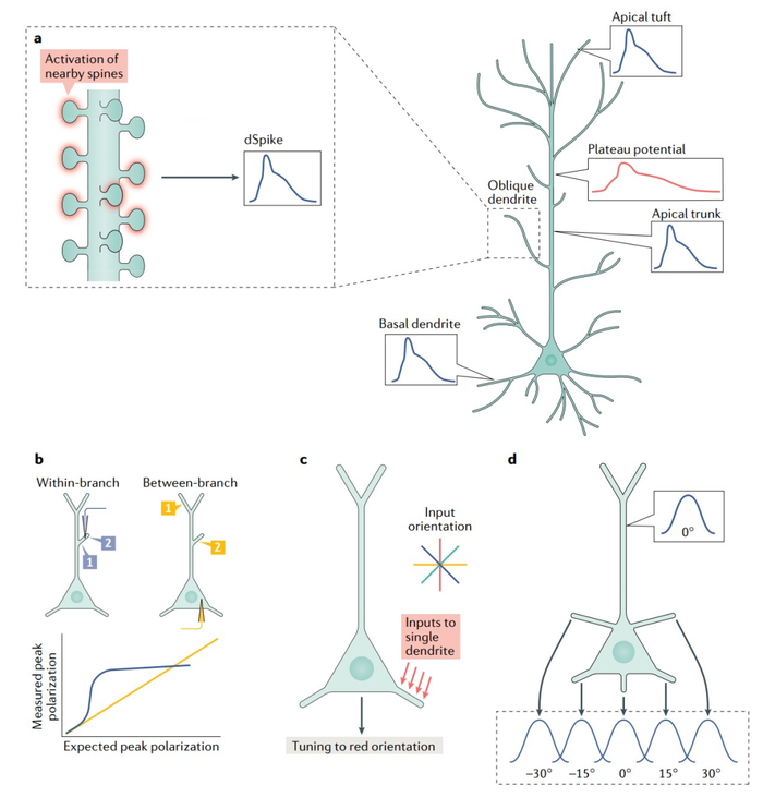 Nature Rev Neurosci典藏综述：树突百年，计算模型点亮树突功能