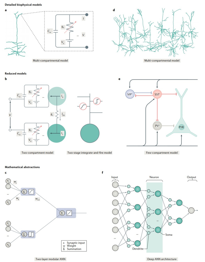 Nature Rev Neurosci典藏综述：树突百年，计算模型点亮树突功能