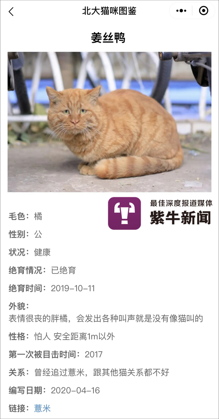 【紫牛头条】被北大猫协刷屏了,其实南京高校的流浪猫图鉴也超有爱