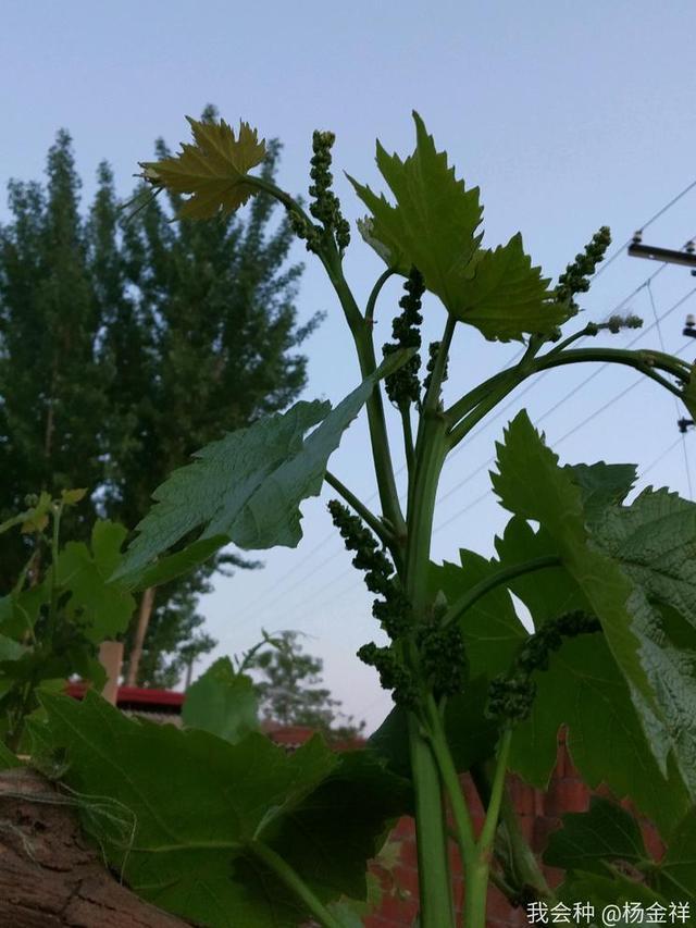 网上说葡萄花前的修剪方法靠谱吗？听听果园主怎么说