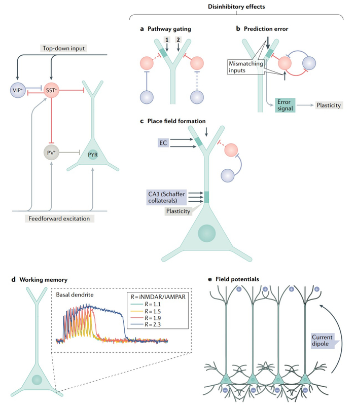 Nature Rev Neurosci典藏综述：树突百年，计算模型点亮树突功能