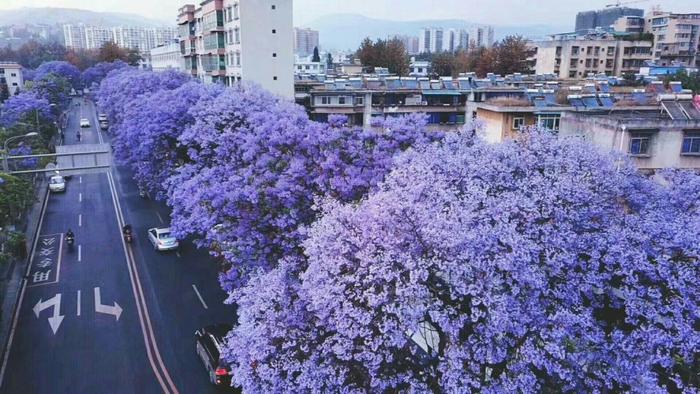 西昌市“市树、市花”正式公布！