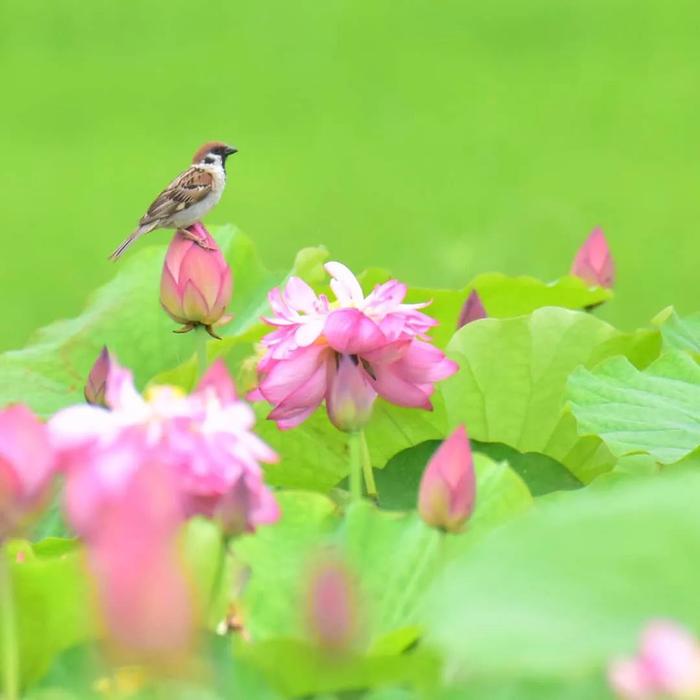 精彩的拍鸟大片,每一张都需要摄影师的耐心守候